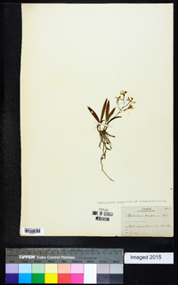 Epidendrum magnoliae image