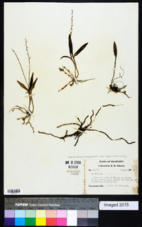 Epidendrum magnoliae image