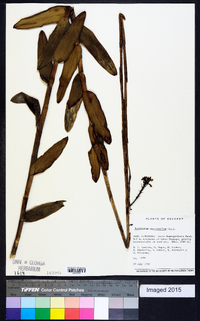 Epidendrum imatophyllum image
