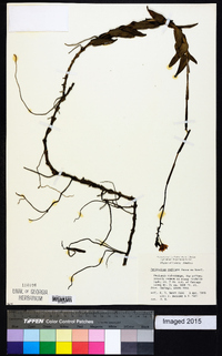 Epidendrum radicans image