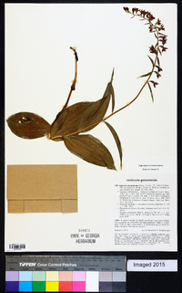 Epipactis atrorubens image