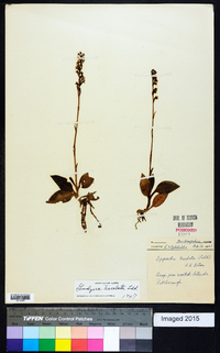 Goodyera tesselata image