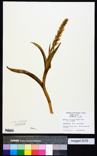 Platanthera dilatata image