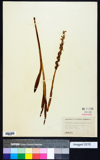 Platanthera dilatata image