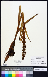 Habenaria repens image