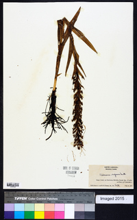 Habenaria repens image