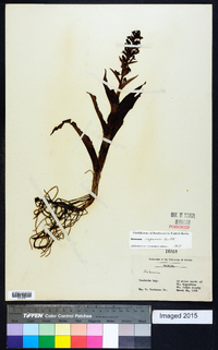 Habenaria repens image