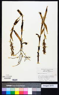 Habenaria repens image