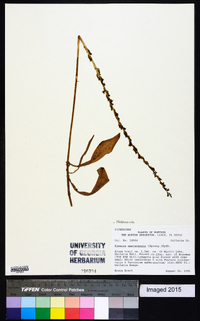 Piperia unalascensis image