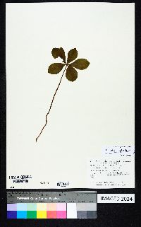 Isotria verticillata image