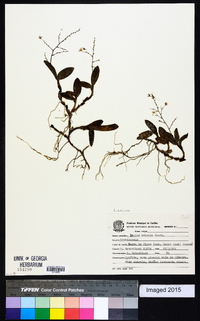 Epidendrum avicula image