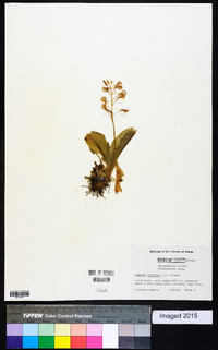 Liparis liliifolia image