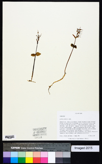 Listera australis image