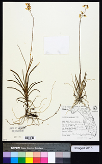 Oncidium bahamense image