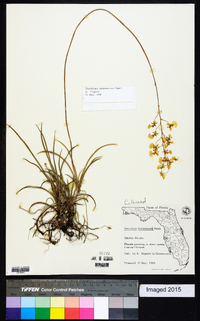 Oncidium bahamense image