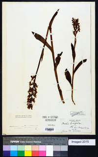 Dactylorhiza hatagirea image