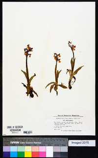 Orchis morio image