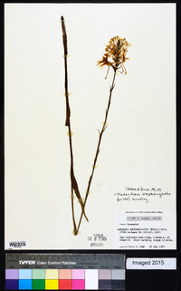 Platanthera blephariglottis image