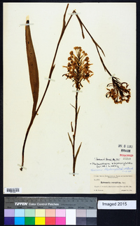 Platanthera blephariglottis image