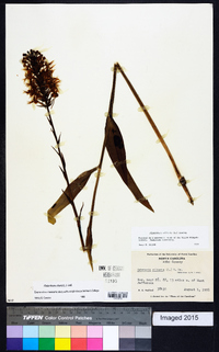 Platanthera ciliaris image