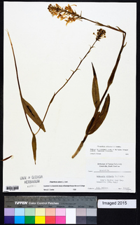 Platanthera ciliaris image