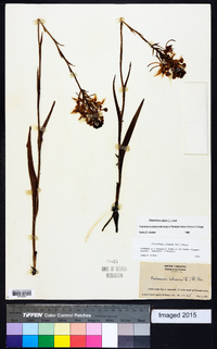 Platanthera ciliaris image