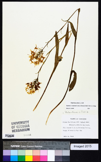 Platanthera ciliaris image