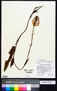 Platanthera ciliaris image