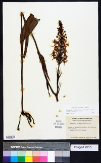 Platanthera ciliaris image