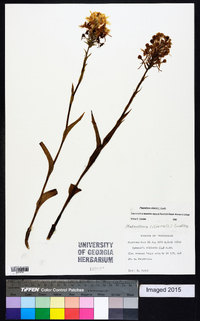 Platanthera ciliaris image