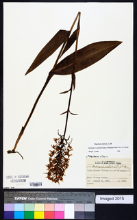 Platanthera ciliaris image