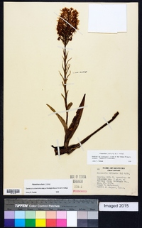 Platanthera ciliaris image