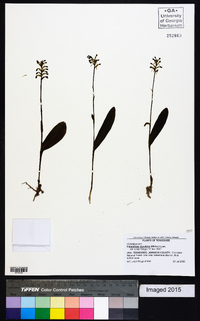 Platanthera clavellata image