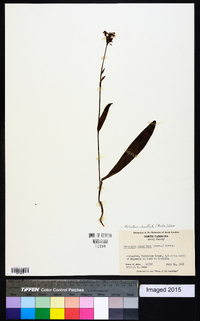 Platanthera clavellata image