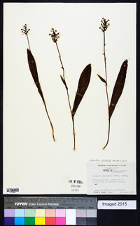 Platanthera clavellata image