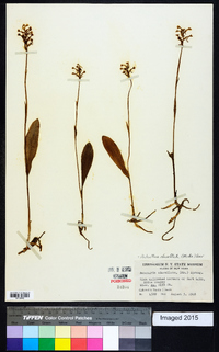 Platanthera clavellata image