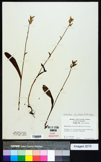 Platanthera clavellata image