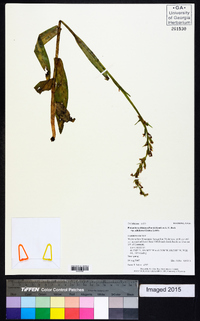 Platanthera dilatata image