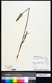 Platanthera nivea image