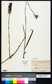 Platanthera nivea image