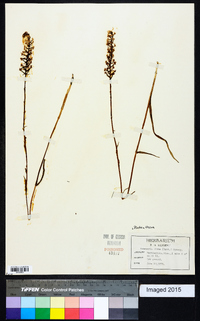 Platanthera nivea image