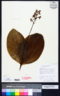 Platanthera orbiculata image