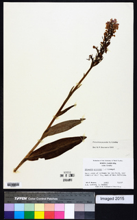 Platanthera psycodes image