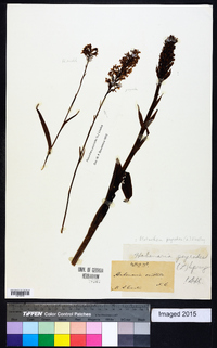 Platanthera psycodes image