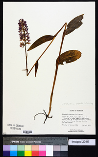 Platanthera psycodes image