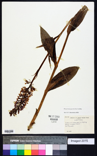 Platanthera psycodes image