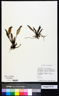 Acianthera geminicaulina image