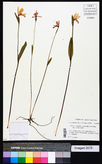 Pogonia ophioglossoides image