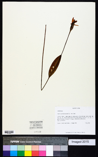 Pogonia ophioglossoides image