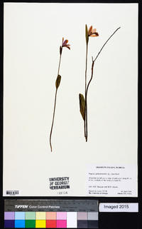 Pogonia ophioglossoides image